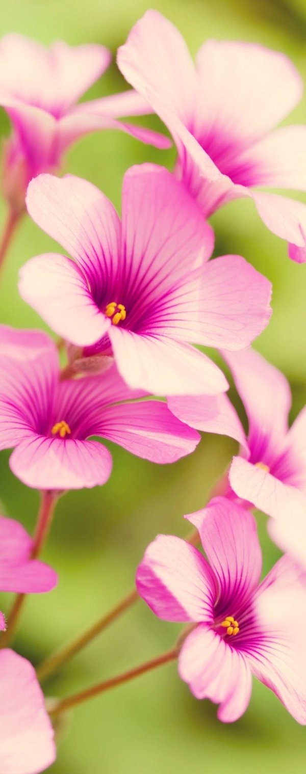 оксалис кислица