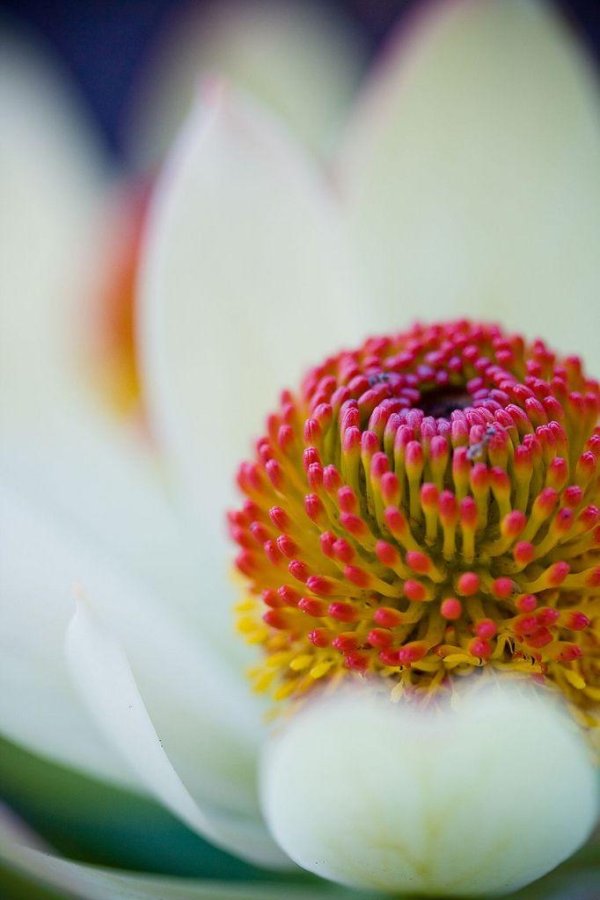 леукадендрон цветок протея