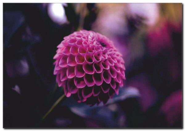 георгин малиновый