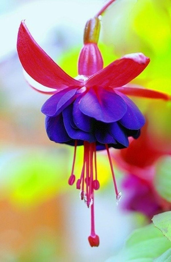 фуксия бьютифул