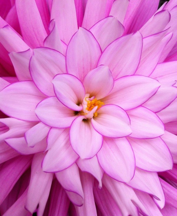 георгины большие