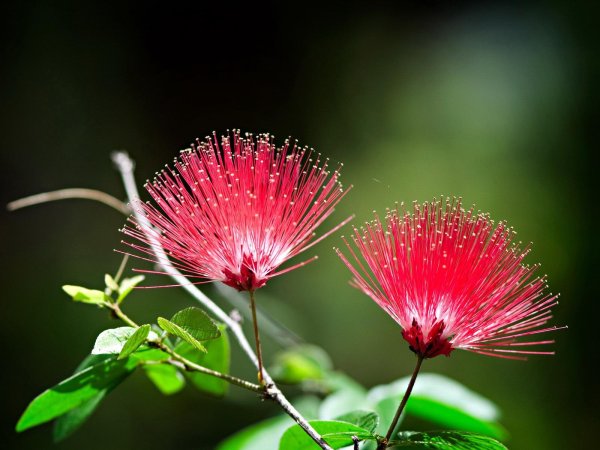 ленкоранская акация