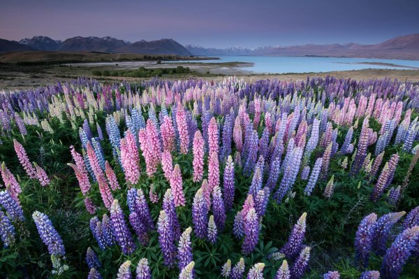 текапо новая зеландия