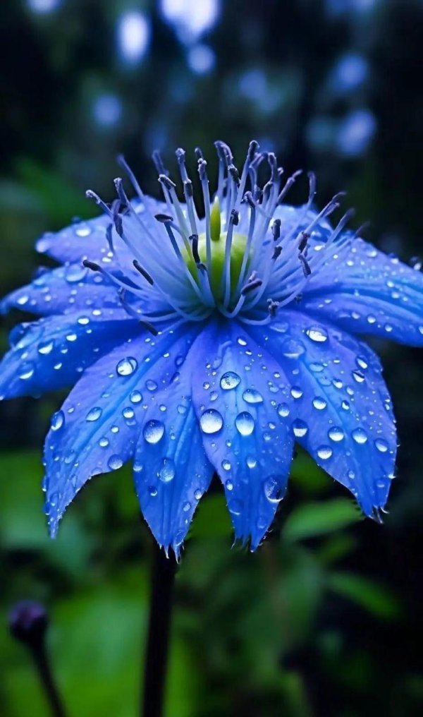 a blue flower