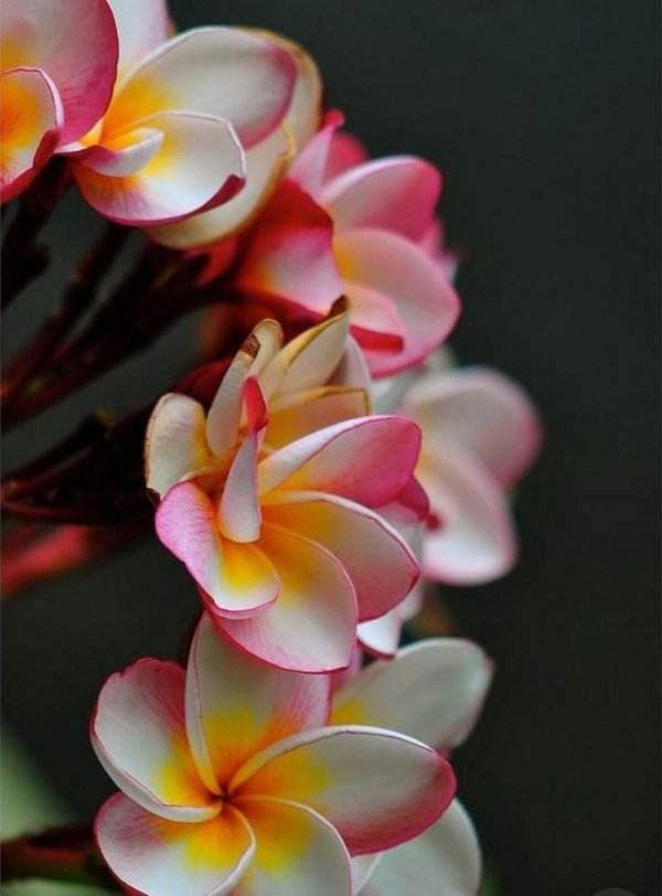 плюмерия франжипани