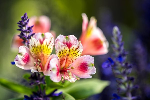 alstroemeria ligtuhybrids