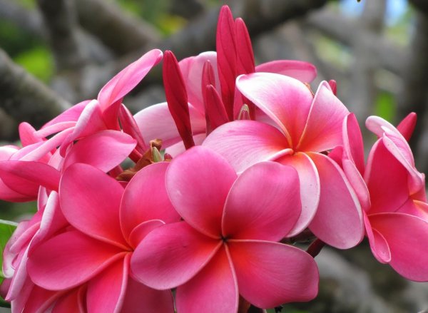 плюмерия франжипани