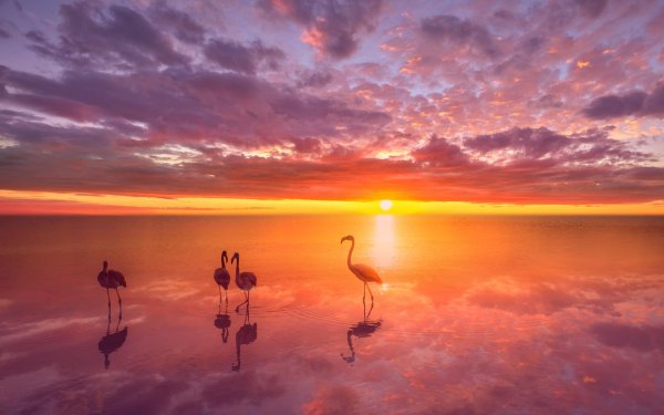 фон на рабочий стол фламинго