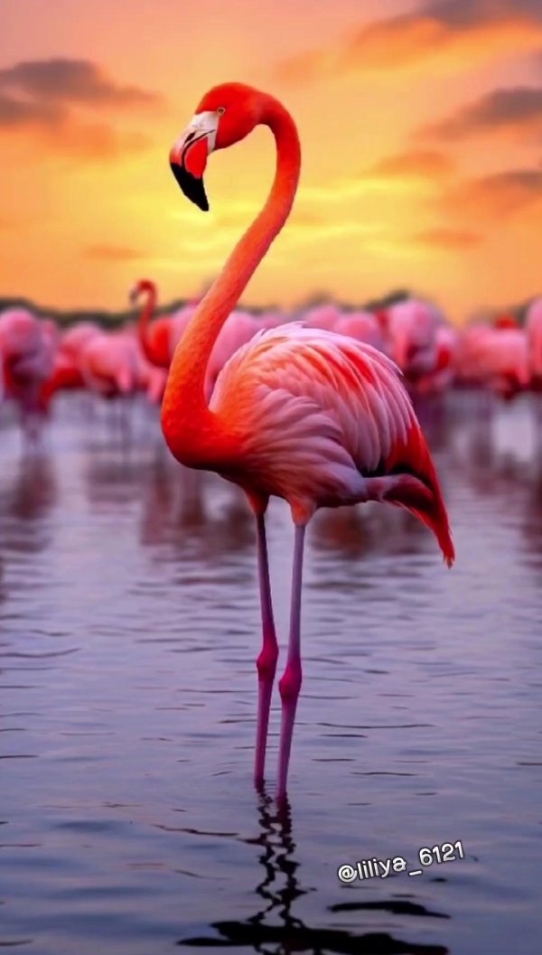 смешной фламинго