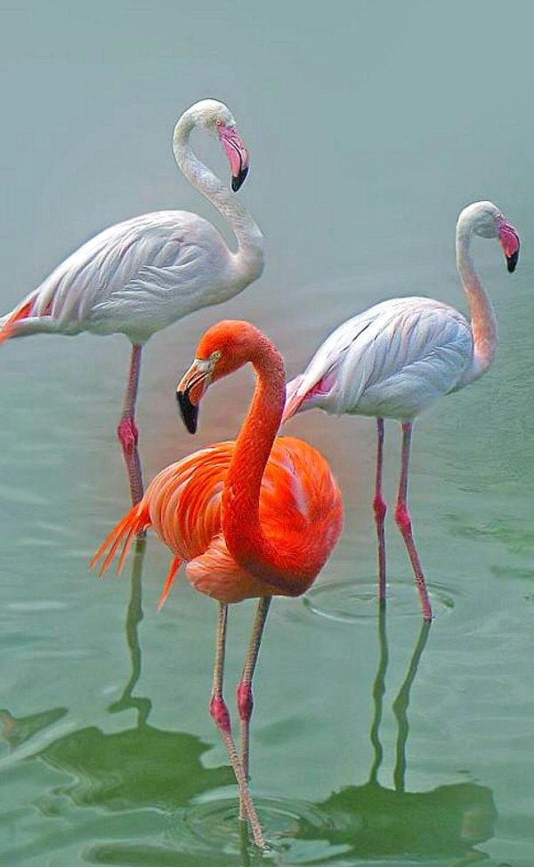 обыкновенный фламинго