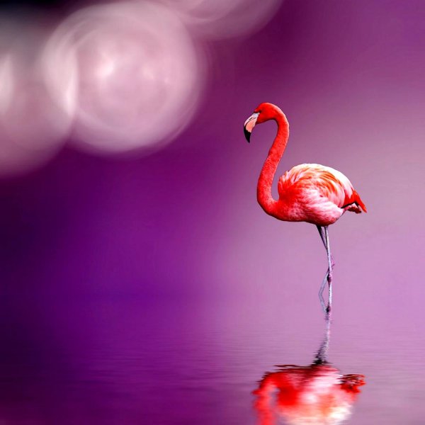 красивые фламинго