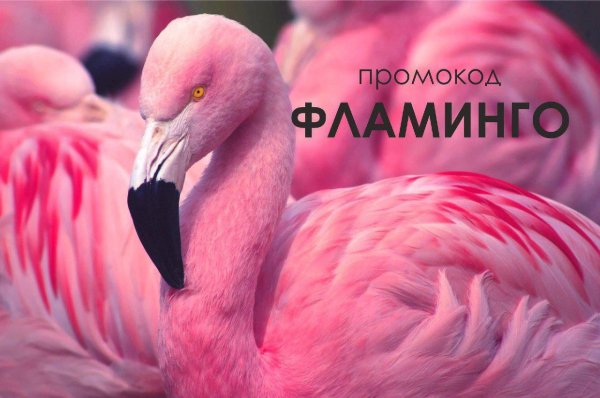 чилийский фламинго