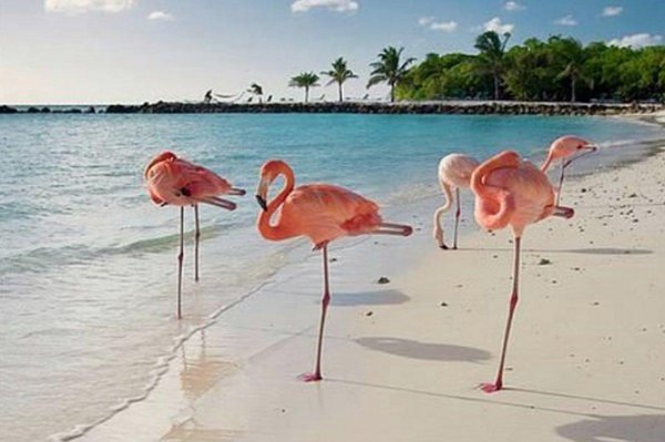 кайо коко фламинго