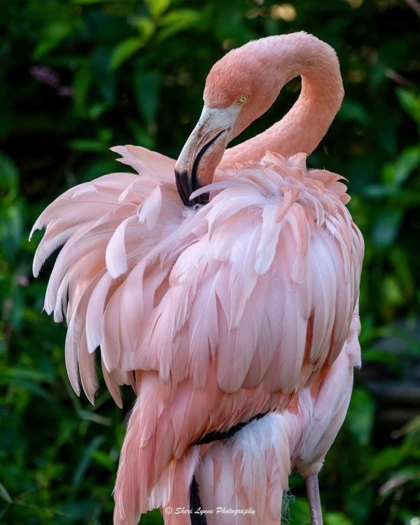 обыкновенный фламинго