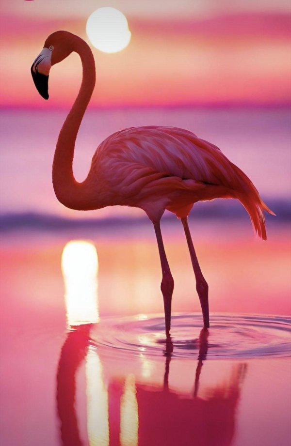 flamingo pink