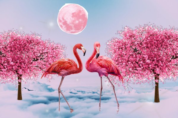 рисунки фламинго