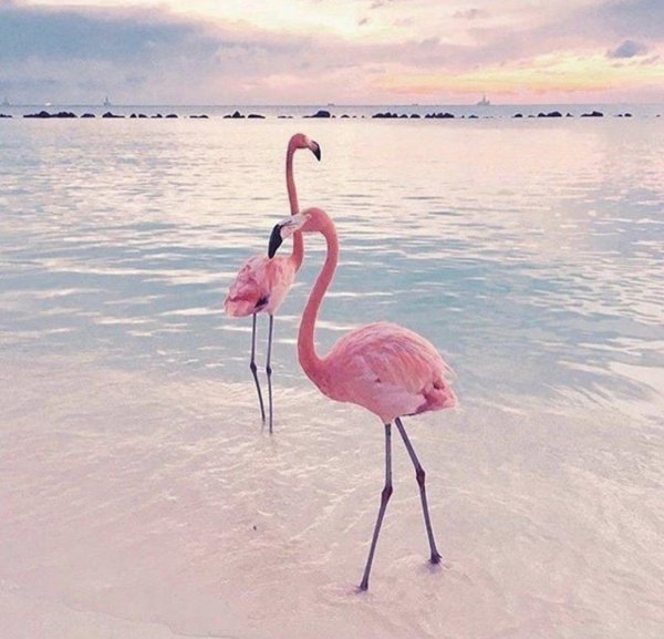 flamingo pink