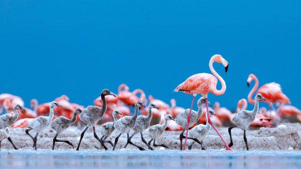 озеро натрон фламинго