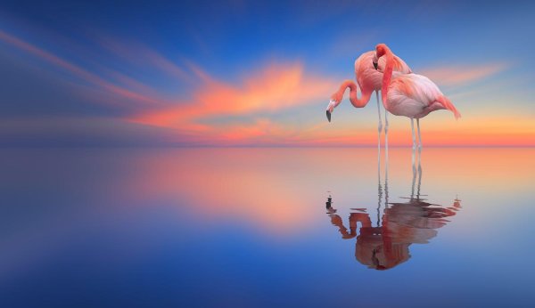 красивые фламинго
