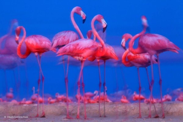 розовая фламинго