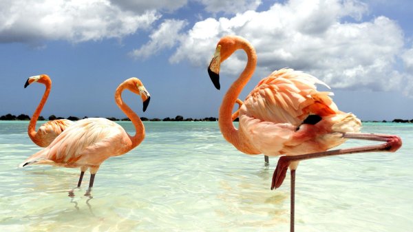 аруба остров фламинго