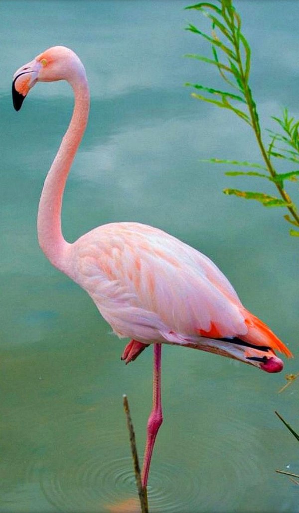 фламинго обыкновенный