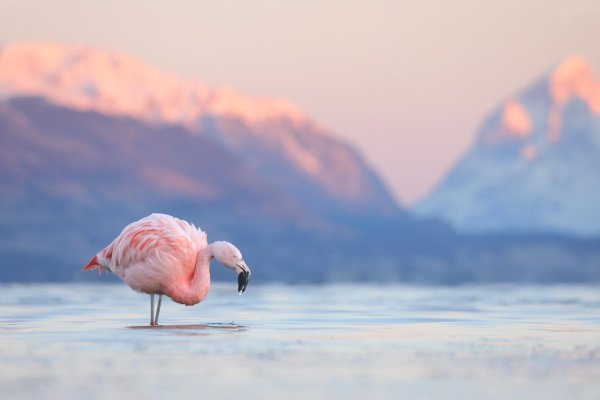 етти фламинго