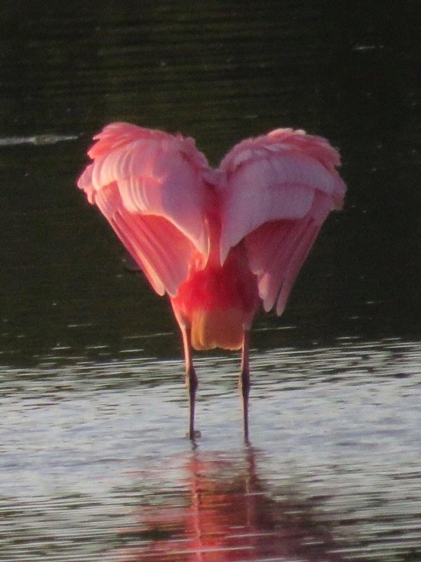 roseate spoonbill