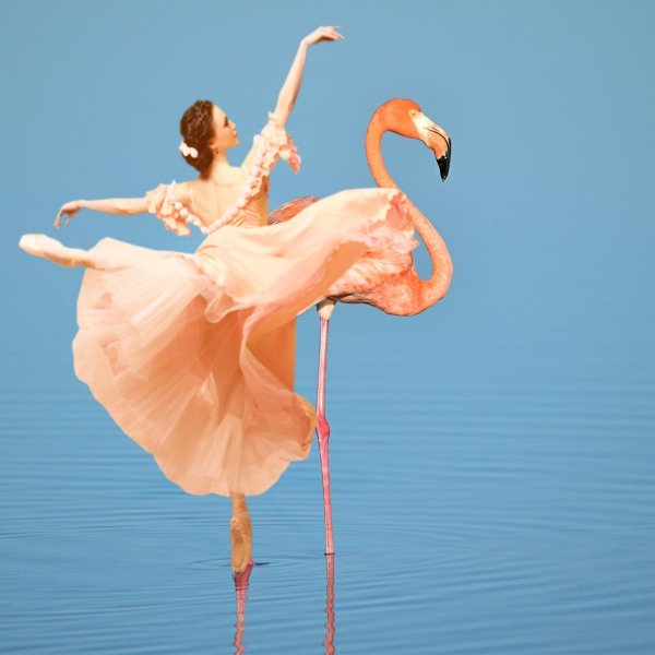 балерина фламинго