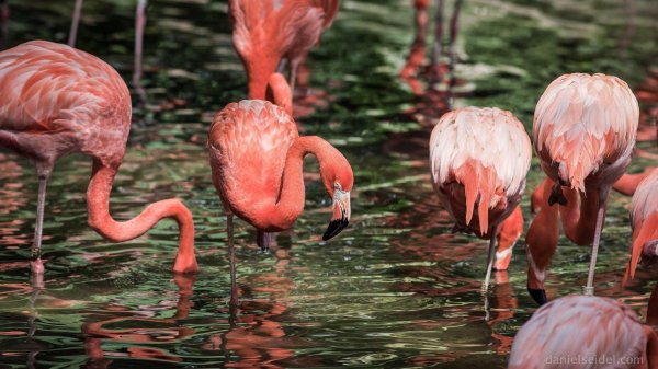 падальщик фламинго