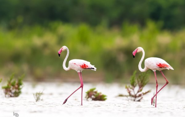 phoenicopterus roseus