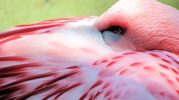 розовая птица