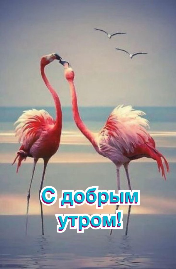 пара фламинго