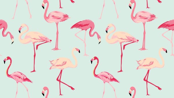 фламинго для срисовки