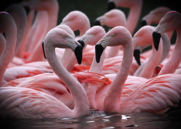 обыкновенный фламинго