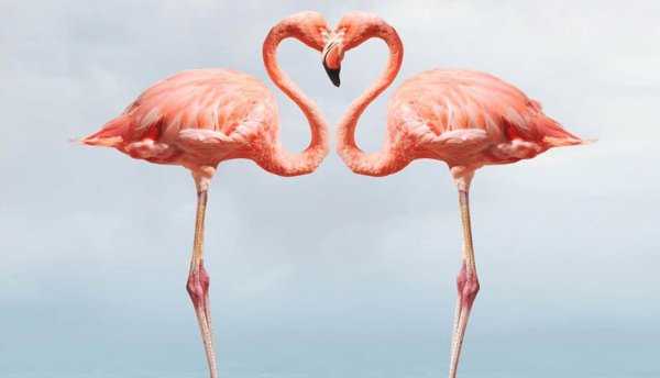 рисунки фламинго