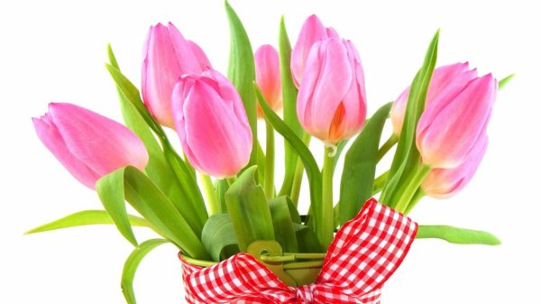 букет тюльпанов открытка