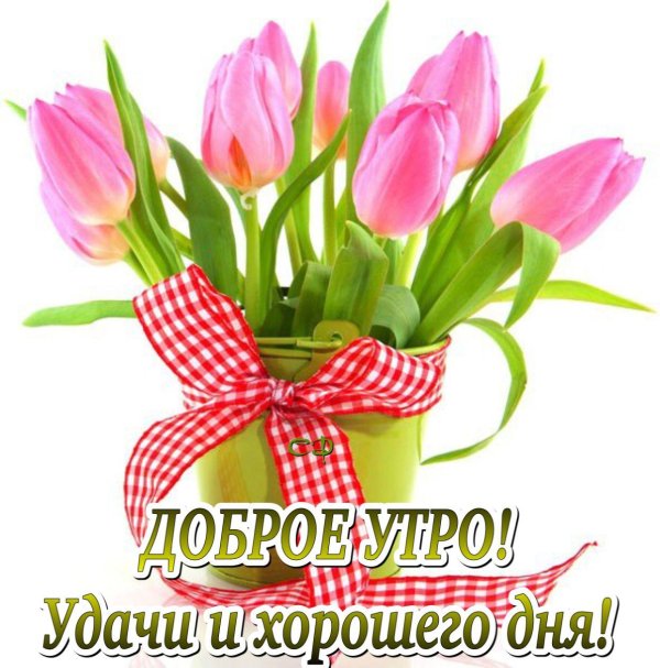 цветок тюльпан