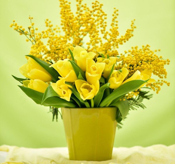 тюльпаны мимоза