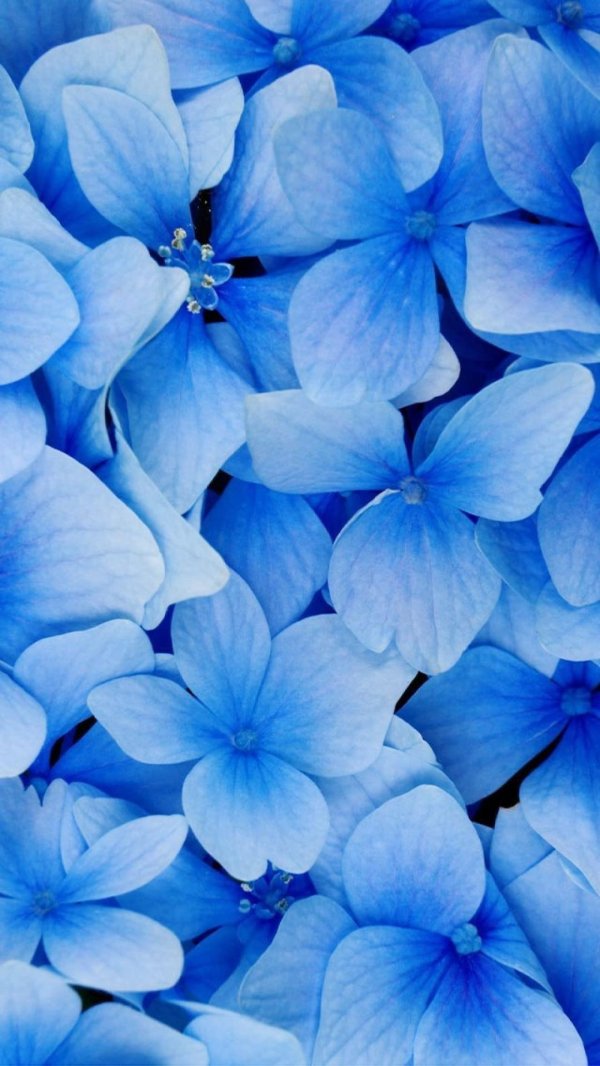 блуе фловер