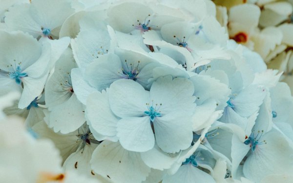 гортензия саммер сноу