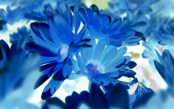 васильковый фон