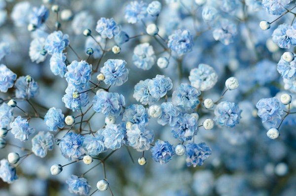 гипсофила синяя