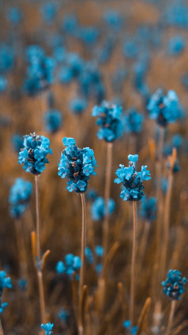 cиний цветок