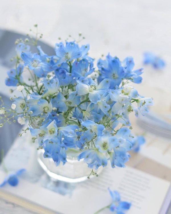 букет незабудки