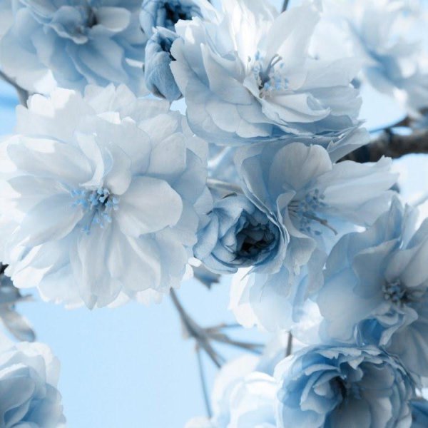 голубой цветок