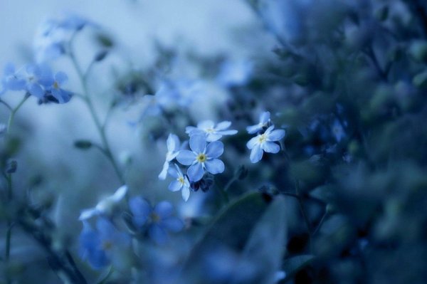 красивые незабудки