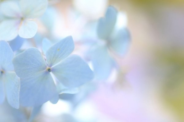 саммер лайт гортензия