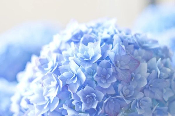 гортензия белла блю