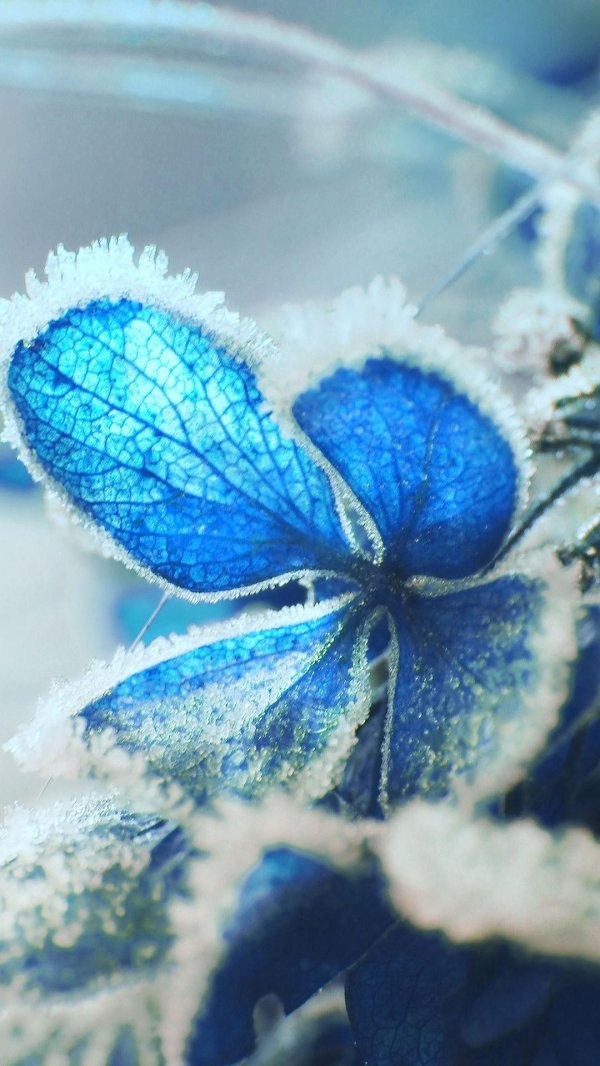 морозные цветы
